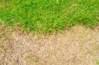 Common Lawn Fungus and Other Diseases
