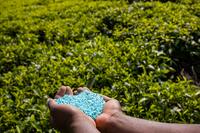 Why May is the Ideal time for Broadleaf Weed Control and Lawn Fertilization