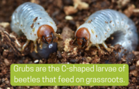 Midsummer is the Time for Grub Control
