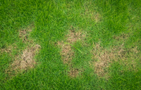 What Causes Brown Patches on Your Lawn?