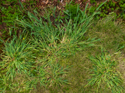 Tips for Crabgrass Control and Prevention