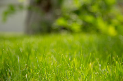 professional lawn care howell, professional lawn care, professional lawn care livingston county