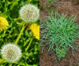 The Difference Between Broadleaf Weeds and Crabgrass