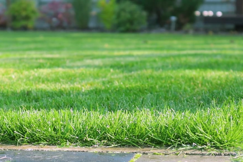 Professional Lawn Care Livingston County, Livingston County Professional Lawn Care