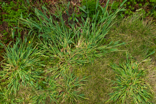 Weed Control South Lyon, South Lyon Weed Control